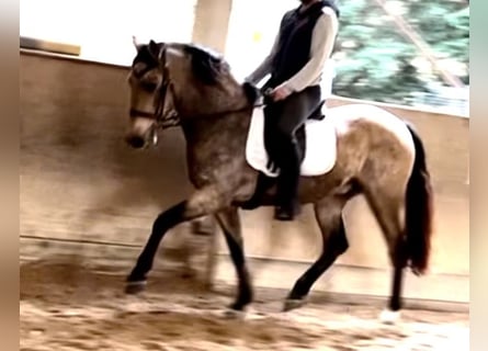 Portugalski koń sportowy, Wałach, 10 lat, 160 cm, Bułana
