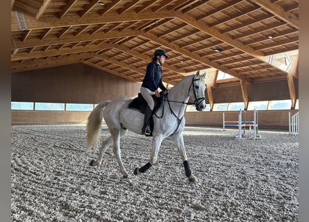 Portugalski koń sportowy Mix, Wałach, 9 lat, 160 cm, Siwa