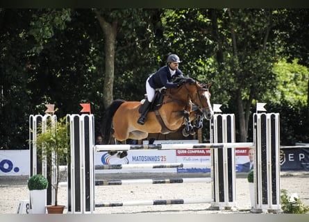 Portugees sportpaard, Merrie, 7 Jaar, Roodbruin