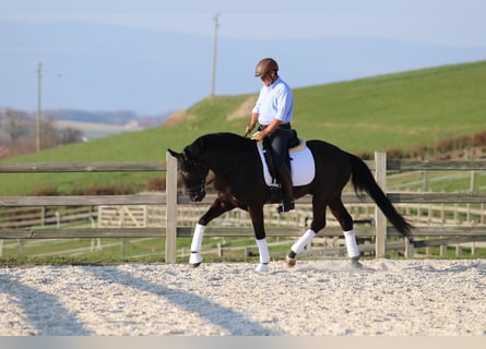 Portugees sportpaard, Ruin, 14 Jaar, 167 cm, Zwart