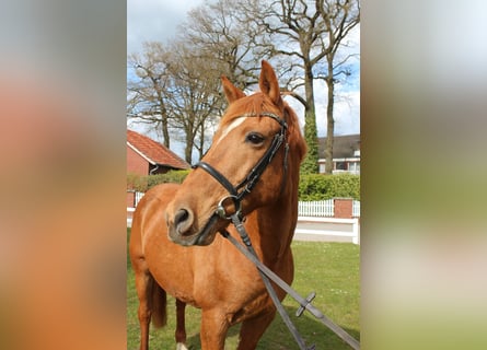 Portugees sportpaard, Ruin, 19 Jaar, 154 cm, Vos