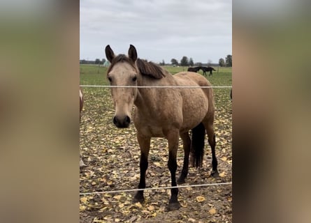 Portugiesisches Sportpferd, Stute, 10 Jahre, 155 cm, Buckskin