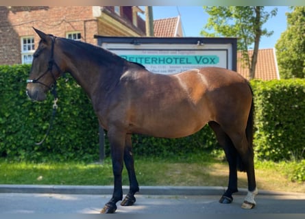 Portugiesisches Sportpferd, Stute, 12 Jahre, 155 cm, Dunkelbrauner
