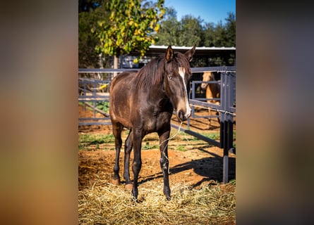 Portugiesisches Sportpferd, Stute, 2 Jahre, 155 cm, Buckskin