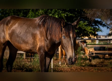 Portugiesisches Sportpferd, Stute, 2 Jahre, 158 cm, Buckskin