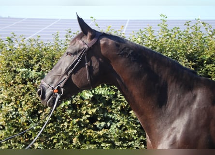 Portugiesisches Sportpferd, Stute, 9 Jahre, 168 cm, Rappe