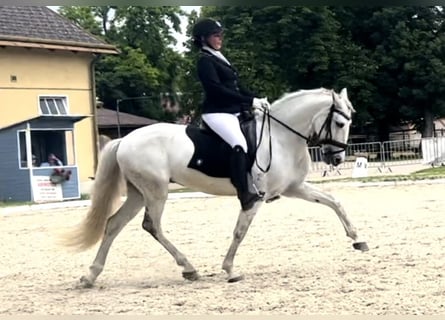 Portugiesisches Sportpferd, Wallach, 10 Jahre, 160 cm, Schimmel