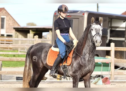 Portugiesisches Sportpferd, Wallach, 4 Jahre, 149 cm, Kann Schimmel werden