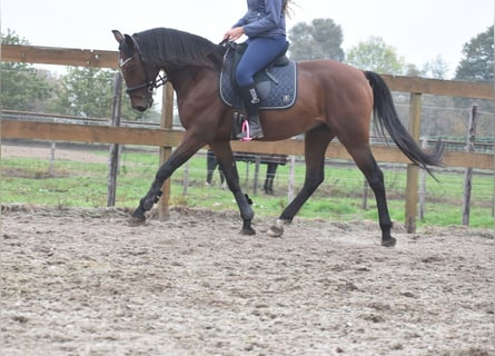 Portugiesisches Sportpferd, Wallach, 5 Jahre, 163 cm, Brauner