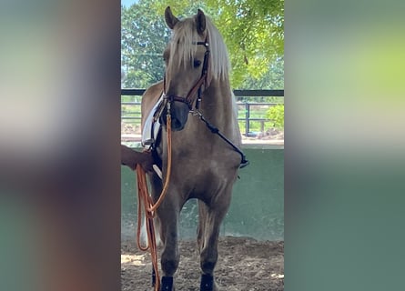 Portugiesisches Sportpferd, Wallach, 5 Jahre, 168 cm, Palomino