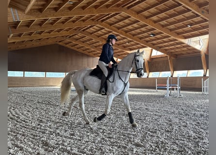 Portuguese Sport Horse Mix, Gelding, 10 years, 15.2 hh, Gray