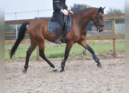 Portuguese Sport Horse, Gelding, 5 years, 15,3 hh, Brown
