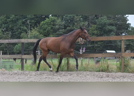 Portuguese Sport Horse, Gelding, 5 years, 15,3 hh, Brown