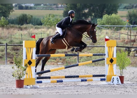 Portuguese Sport Horse Mix, Mare, 14 years, 17.2 hh, Brown