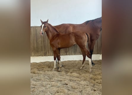 Portuguese Sport Horse, Mare, 1 year, 15.2 hh, Chestnut-Red