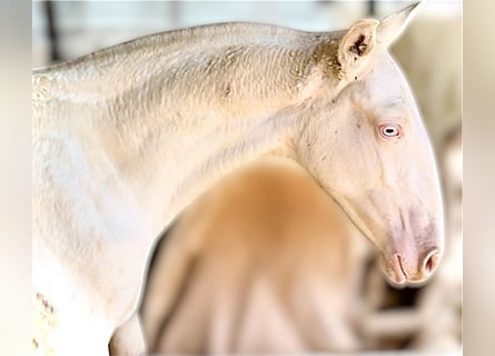 Portuguese Sport Horse, Mare, 1 year, 16.1 hh, Perlino