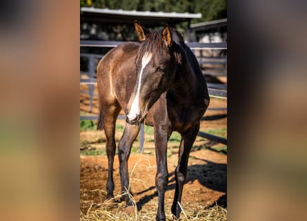 Portuguese Sport Horse, Mare, 2 years, 15,1 hh, Buckskin