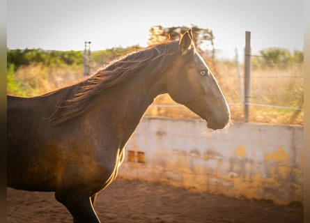 Portuguese Sport Horse, Mare, 2 years, 15,2 hh, Buckskin