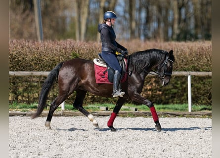 Portuguese Sport Horse Mix, Mare, 7 years, 15.2 hh, Black
