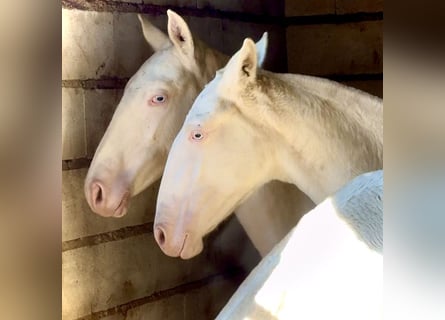 Portuguese Sport Horse, Mare, Foal (04/2025), 16,1 hh, Perlino