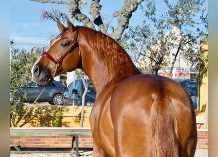 Pottok, Étalon, 7 Ans, 170 cm, Alezan cuivré