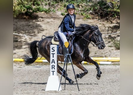 Pottok, Gelding, 13 years, 12,2 hh, Black