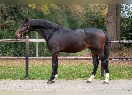Południowoniemiecki koń zimnokrwisty, Ogier, 2 lat, 168 cm, Gniada