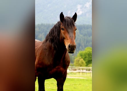 Południowoniemiecki koń zimnokrwisty, Wałach, 13 lat, 165 cm, Gniada