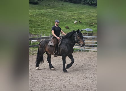 Południowoniemiecki koń zimnokrwisty, Wałach, 13 lat, 170 cm, Gniada
