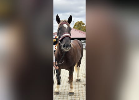 Południowoniemiecki koń zimnokrwisty, Wałach, 3 lat, 165 cm, Kasztanowata