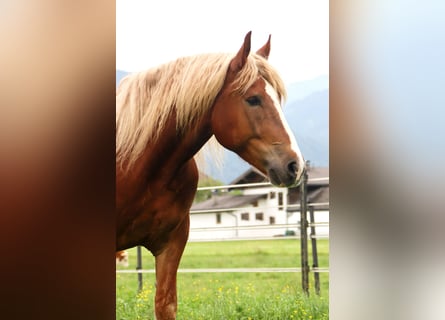 Południowoniemiecki koń zimnokrwisty, Wałach, 6 lat, 173 cm, Kasztanowata
