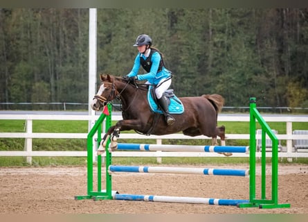 Pozostałe rasy, Klacz, 11 lat, 140 cm