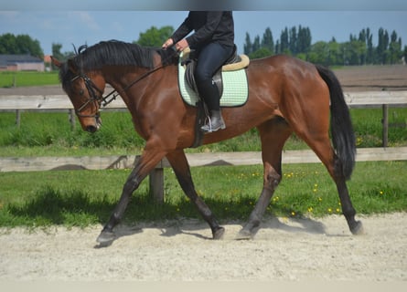 Pozostałe rasy, Klacz, 11 lat, 164 cm, Gniada