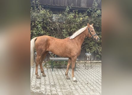 Pozostałe rasy, Klacz, 13 lat, 144 cm, Izabelowata