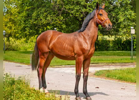 Pozostałe rasy, Klacz, 2 lat, 140 cm, Gniada