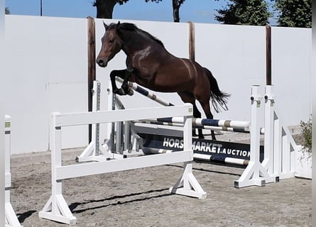 Pozostałe rasy, Klacz, 3 lat, 147 cm, Ciemnogniada