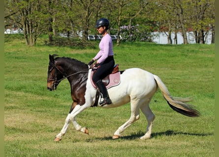 Pozostałe rasy, Klacz, 3 lat, 155 cm, Srokata