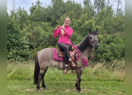 Pozostałe rasy, Klacz, 4 lat, 145 cm, Grullo