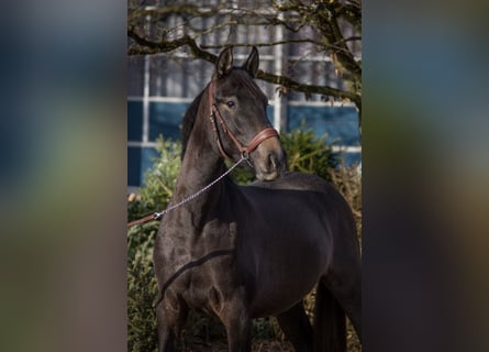 Pozostałe rasy, Klacz, 4 lat, 150 cm, Może być siwy