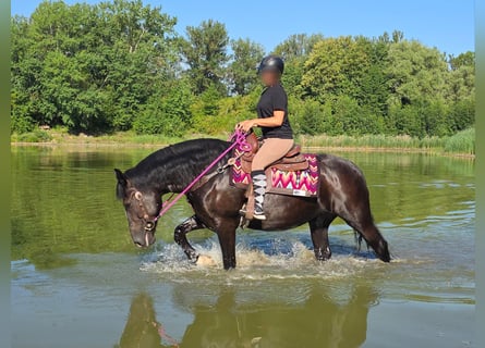 Pozostałe rasy, Klacz, 4 lat, 154 cm, Kara