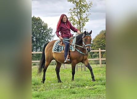 Pozostałe rasy Mix, Klacz, 4 lat, 155 cm, Gniada
