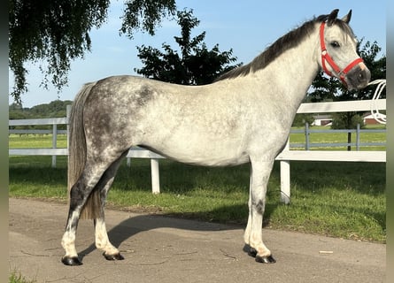 Pozostałe rasy Mix, Klacz, 5 lat, 127 cm, Siwa jabłkowita