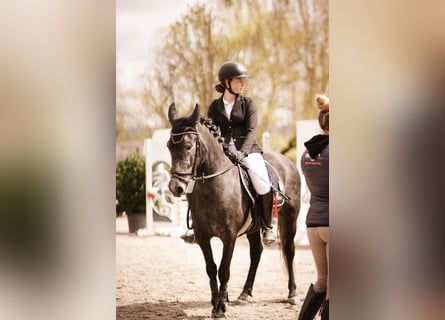 Pozostałe rasy, Klacz, 5 lat, 139 cm, Siwa jabłkowita