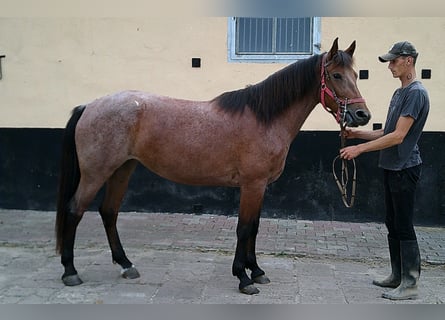 Pozostałe rasy, Klacz, 5 lat, 149 cm, Formy Brown Falb