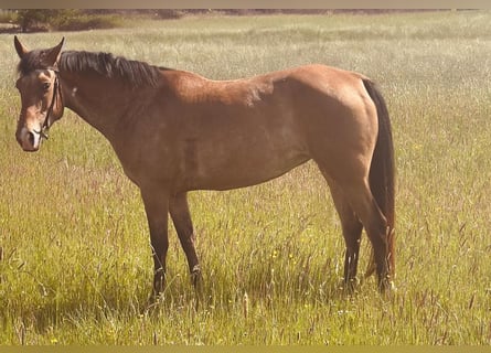 Pozostałe rasy, Klacz, 5 lat, 156 cm, Gniadodereszowata