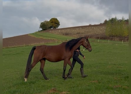 Pozostałe rasy, Klacz, 5 lat, 161 cm, Gniada