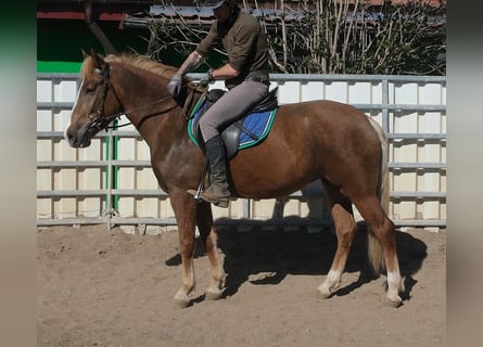Pozostałe rasy, Klacz, 6 lat, 153 cm, Ciemnokasztanowata