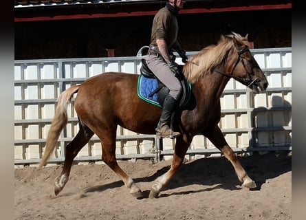 Pozostałe rasy, Klacz, 6 lat, 153 cm, Kasztanowata