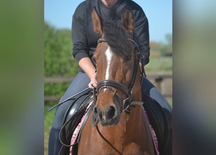Pozostałe rasy, Klacz, 7 lat, 147 cm, Gniada