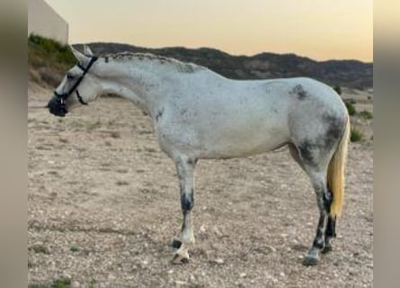 Pozostałe rasy Mix, Klacz, 7 lat, 160 cm, Siwa